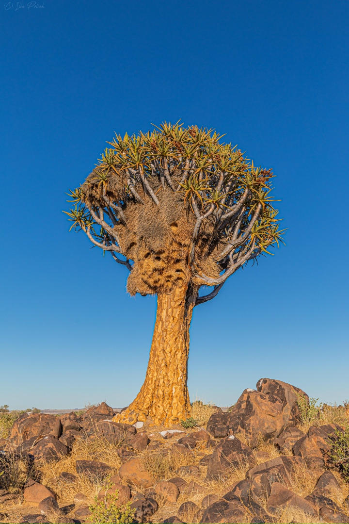 Илья Поляк | Санкт-Петербург