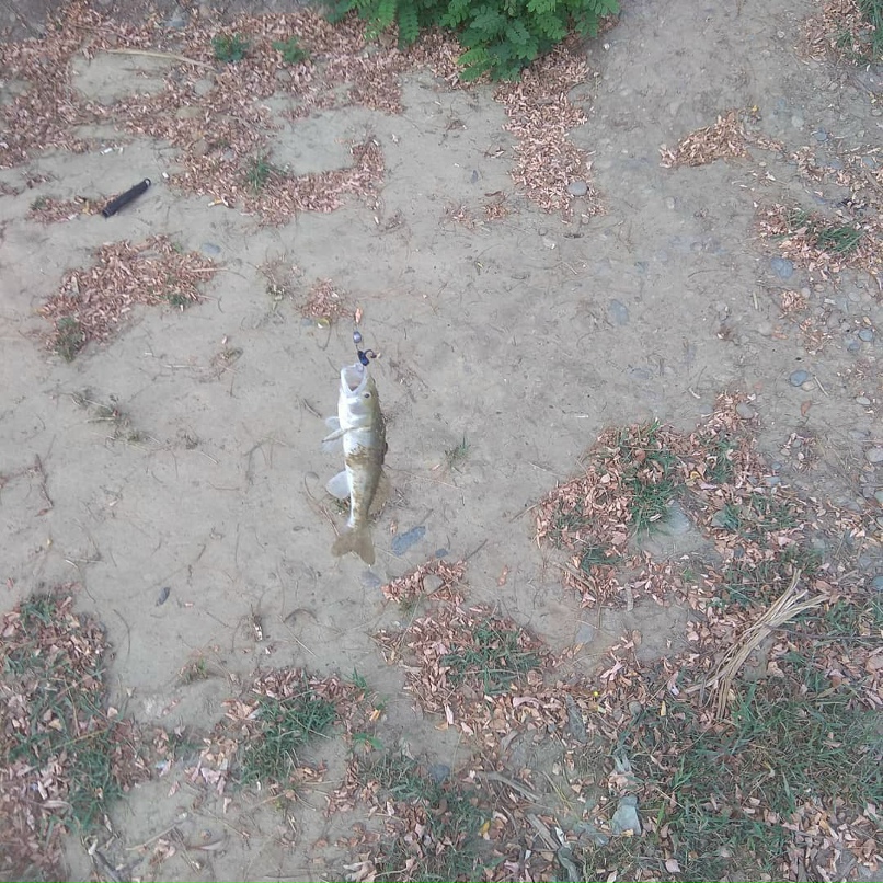 Евгений Радченко | Краснодар