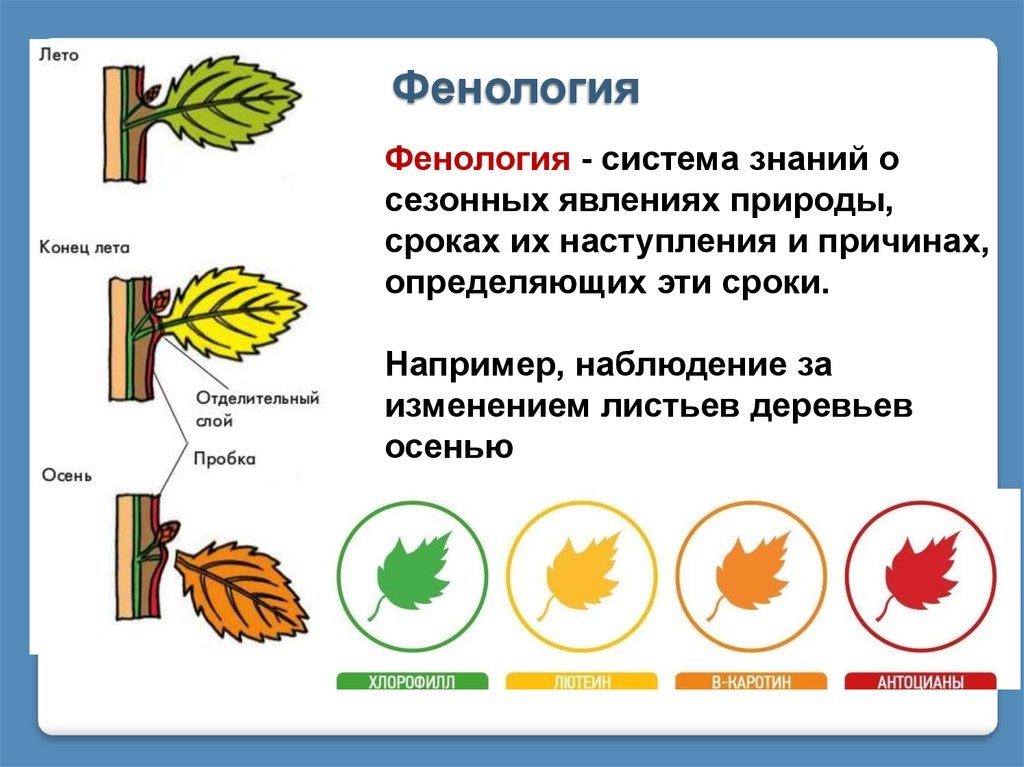 ПРИВЕДИ ПРИМЕРЫ ВЕСЕННИХ ЯВЛЕНИЙ - фотографии