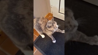 Cat's reaction to being scared