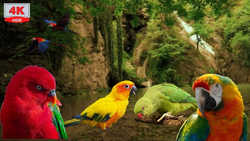 Chant des Oiseaux Exotiques 6 heures Cascade, Se détendre et