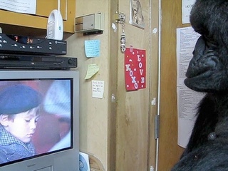 Koko Responds to a Sad Movie