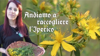 Andiamo a raccogliere l’Iperico