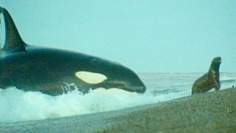 15 BADASS Ocean Creatures That EAT Land