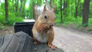 Кормлю разных белок / Feeding the squirrels
