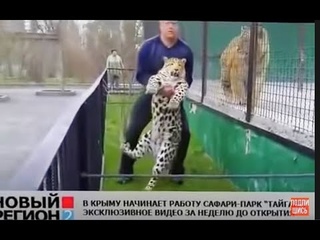 Возвращение  в вольер СБЕЖАВШЕГО ЛЕОПАРДА! Тайган .Крым