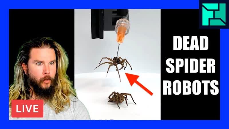 How to turn dead spiders into robots , OFFICE HOURS Podcast