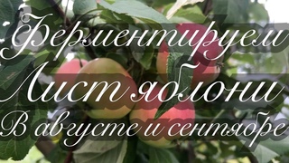 ферментируем  лист ЯБЛОНИ  в августе и в сентябре