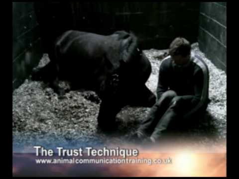 Animal Communication James