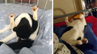 Frau wacht mit fremder Katze in ihrem Bett auf...