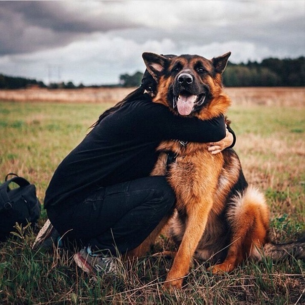 Baby sleeping on German Shepherd