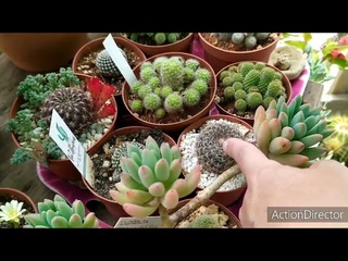 9💚Обзор Цветущих кактусов!