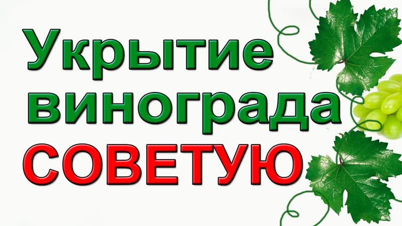Как укрыть взрослый виноград на зиму. Надежный и простой