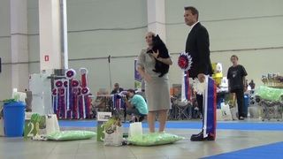 85  06,07,2024   Гордость отечества.  БЭСТ щенков.