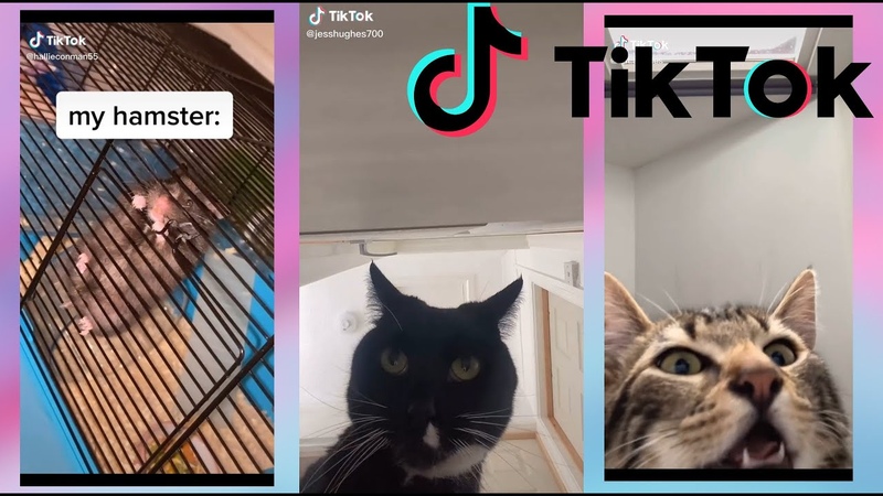 Open the door, or Im gonna throw rocks trough your windows you dumb whØre : Tik Tok