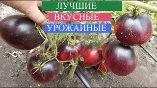 ВЫ ПРОСТО ОБЯЗАНЫ ПОСАДИТЬ эти томаты У СЕБЯ НА УЧАСТКЕ, мега урожайность, супер вкус, полезные