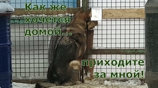 Маркиз хочет домой